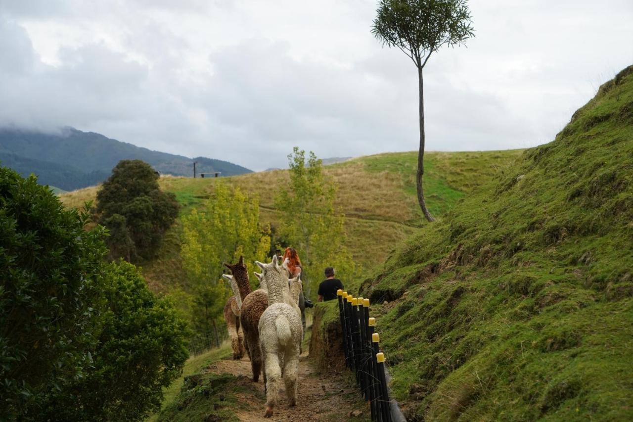 Luxury Stay, Alpaca Farm Paraparaumu Zewnętrze zdjęcie