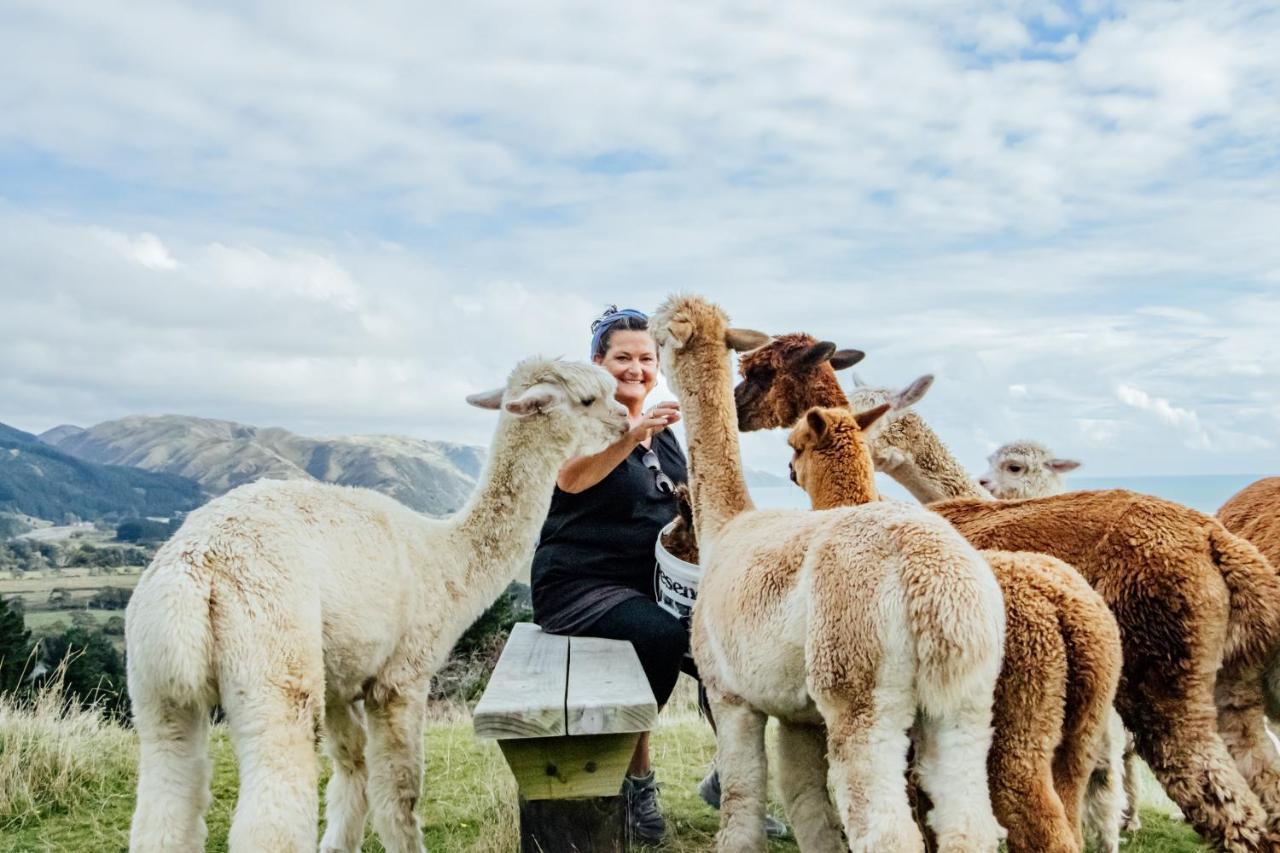 Luxury Stay, Alpaca Farm Paraparaumu Zewnętrze zdjęcie